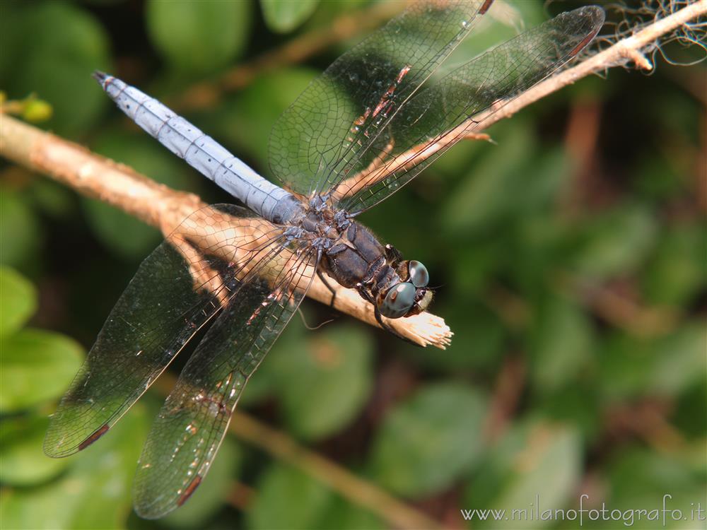 Cadrezzate (Varese, Italy) - Most probably male Orthetrum coerulescens from above